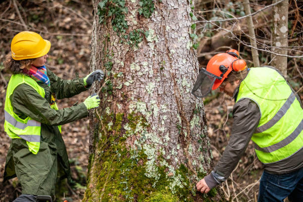 Reliable Mccook, NE Tree Care Solutions